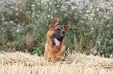 BERGER ALLEMAND 424